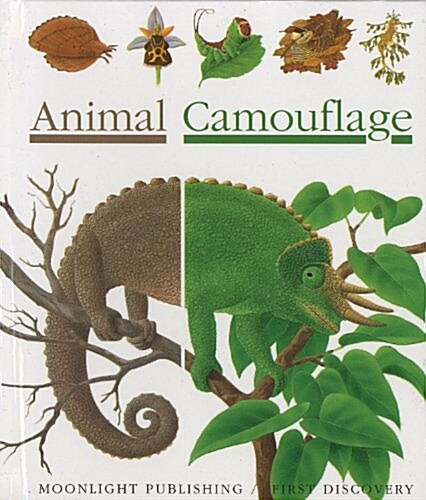 Animal Camouflage (Paperback, Spiral)