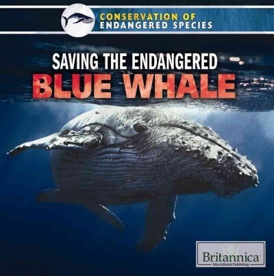 Saving the Endangered Blue Whale (Library Binding)