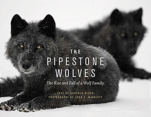 The Pipestone Wolves: The Rise and Fall of a Wolf Family (Hardcover)