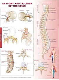 Anatomy and Injuries of the Spine: Anatomical Chart (Other, Paper Unmounted)