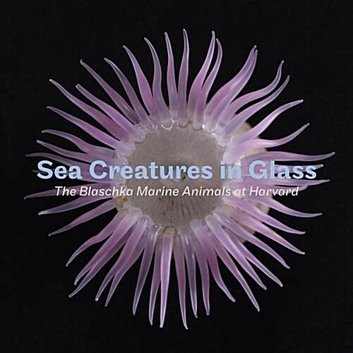 Sea Creatures in Glass : The Blaschka Marine Animals at Harvard (Paperback)