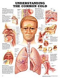 Understanding The Common Cold Chart (Chart, 1st)