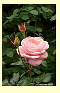 Pink Rose 2014 Weekly Calender: 2014 weekly calendar with a photo of a lovely pink rose (Paperback)