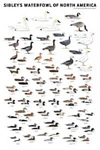 Sibleys Waterfowl of North America (Other)