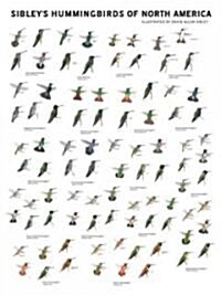 Sibleys Hummingbirds of North America Wall Poster (Other)