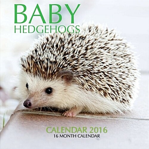 Baby Hedgehogs Calendar 2016: 16 Month Calendar (Paperback)