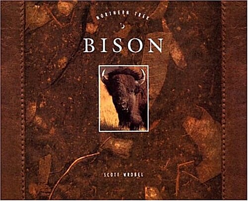 Bison (Northern Trek) (Paperback)