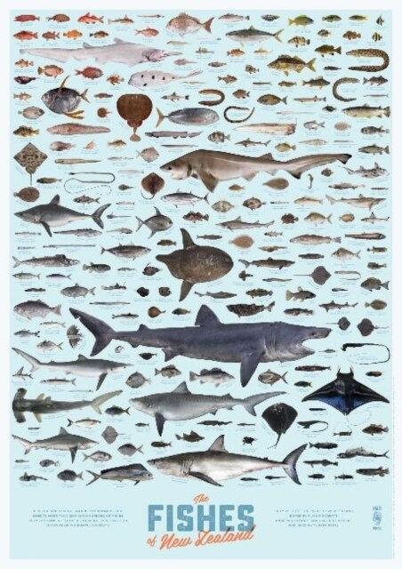 The Fishes of New Zealand Poster (Other)