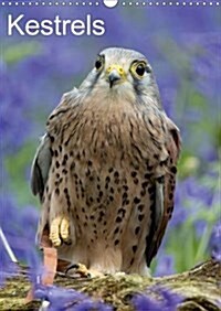 Kestrels 2016 : Kestrels on a Fallen Branch (Calendar)