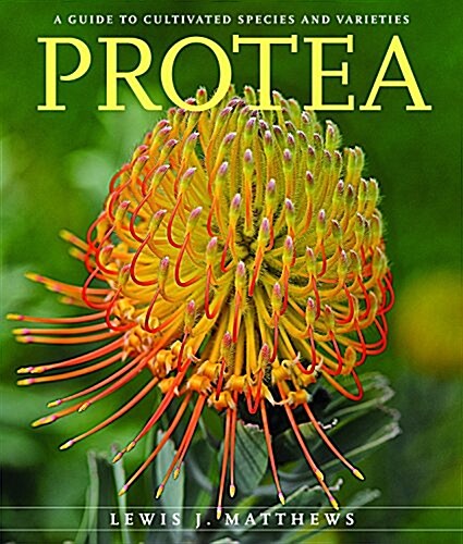 Protea: A Guide to Cultivated Species and Varieties (Paperback)