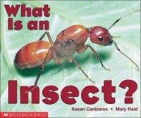 What Is an Insect (Paperback)