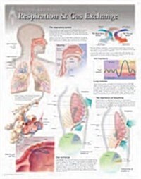 Respiration & Gas Exchange Wall Chart: 8130 (Other)