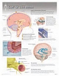 CSF & the Brain Wall Chart: 8270 (Other)