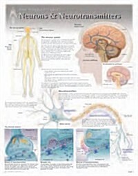 Neurons & Neurotransmitters Wall Chart: 8271 (Other)