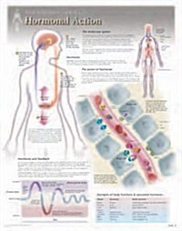 Hormonal Action Wall Chart: 8280 (Other)