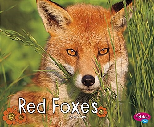 Red Foxes (Paperback)