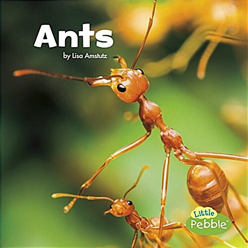 Ants (Paperback)