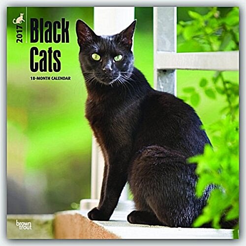 Black Cats 2017 Square (Wall)