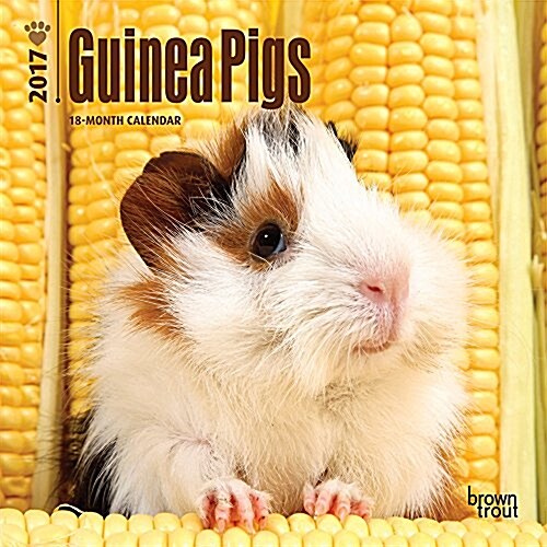 Guinea Pigs 2017 Calendar (Calendar, Mini)