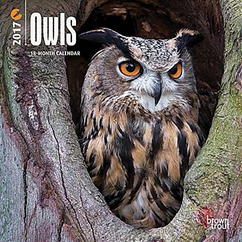 Owls 2017 Calendar (Calendar, Mini)