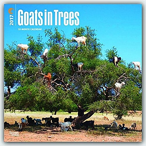 Goats in Trees 2017 Square (Wall)