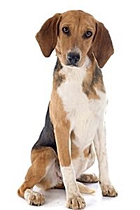 The Beagle Harrier Dog Journal: 150 Page Lined Notebook/Diary (Paperback)