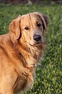 The Golden Retriever Dog Journal: 150 Page Lined Notebook/Diary (Paperback)