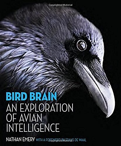 Bird Brain: An Exploration of Avian Intelligence (Hardcover)