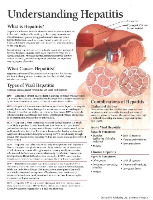 Understanding Hepatitis Model (Hardcover)