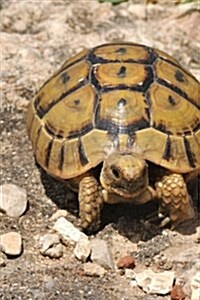 Testudo Graeca, Spur Thighed Tortoise for the Love of Animals: Blank 150 Page Lined Journal for Your Thoughts, Ideas, and Inspiration (Paperback)