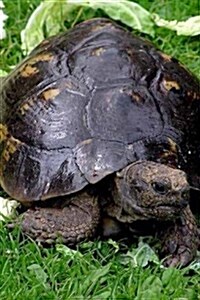 Spur Thighed Tortoise on Grass for the Love of Animals: Blank 150 Page Lined Journal for Your Thoughts, Ideas, and Inspiration (Paperback)