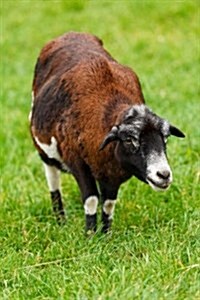 A Goat on the Grass, for the Love of Animals: Blank 150 Page Lined Journal for Your Thoughts, Ideas, and Inspiration (Paperback)