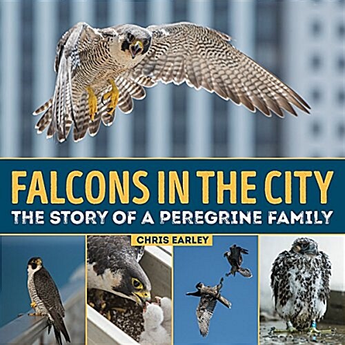 Falcons in the City: The Story of a Peregine Family (Hardcover)