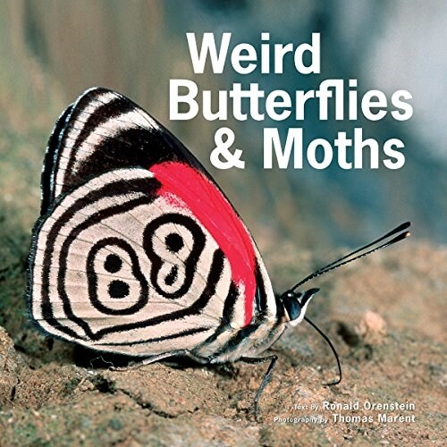 Weird Butterflies and Moths (Hardcover)