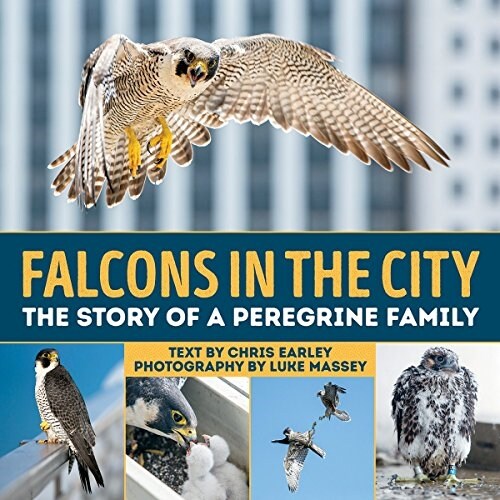 Falcons in the City: The Story of a Peregine Family (Paperback)