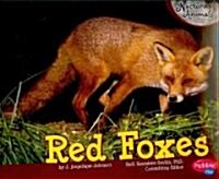 Red Foxes (Paperback)