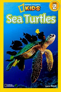 Sea Turthles 
