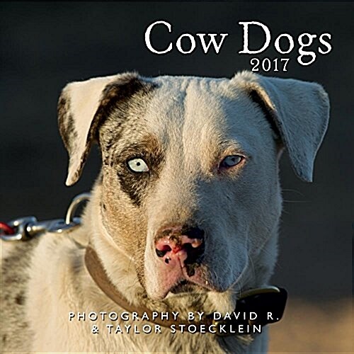 Cow Dogs 2017 Calendar (Calendar, Wall)