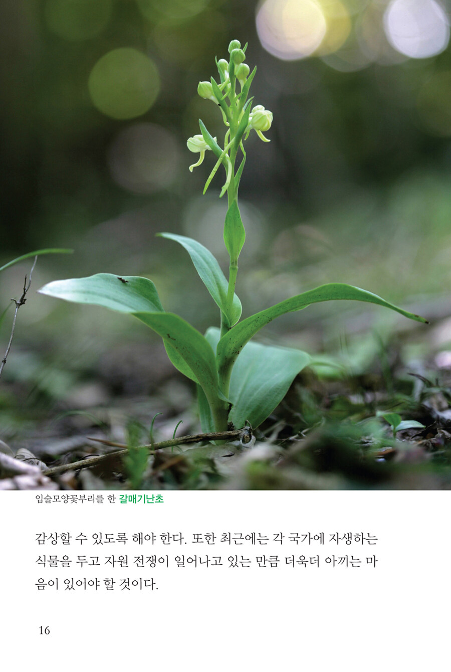 알라딘: 미리보기 - 우리 야생난