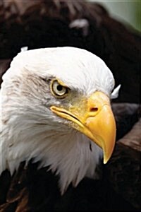 Magnificent Bald Eagle Close-Up, Birds of the World: Blank 150 Page Lined Journal for Your Thoughts, Ideas, and Inspiration (Paperback)
