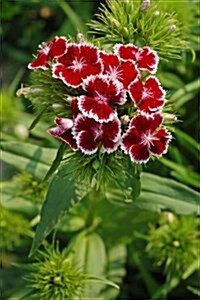 Wild Red Carnations, for the Love of Flowers: Blank 150 Page Lined Journal for Your Thoughts, Ideas, and Inspiration (Paperback)