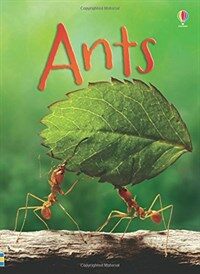 Beginners Ants (Hardcover)