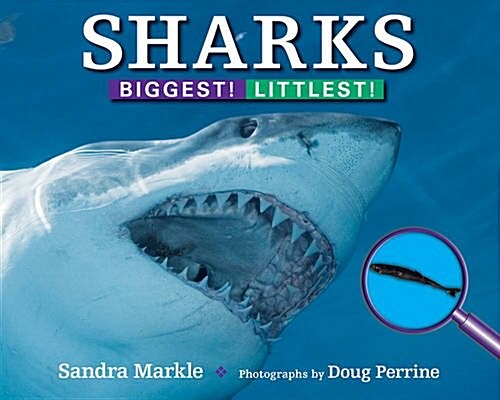 Sharks: Biggest! Littlest! (Paperback)