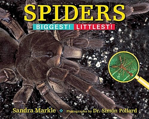 Spiders: Biggest! Littlest! (Paperback)