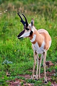 Grazing Pronghorn Antelope Journal: 150 Page Lined Notebook/Diary (Paperback)