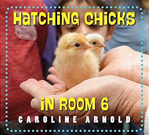 Hatching Chicks in Room 6 (Hardcover)