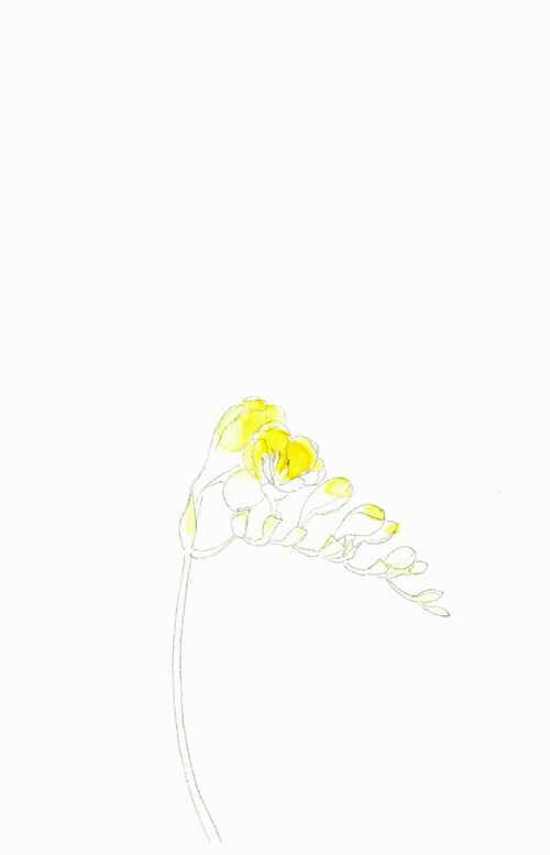 진달래꽃