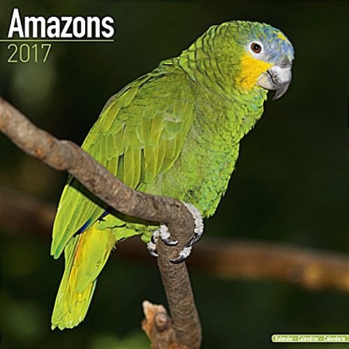 Amazons Calendar 2017 (Calendar)