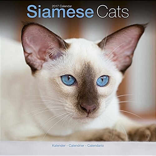 Siamese Cats Calendar 2017 (Calendar)