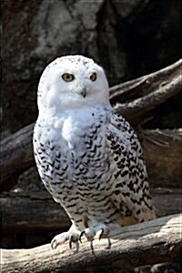 Snowy Owl Journal: 150 Page Lined Notebook/Diary (Paperback)